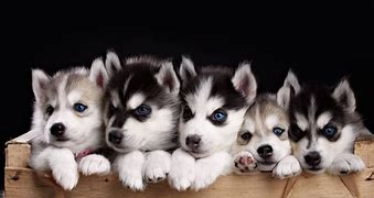 Image result for Cool Husky Backgrounds