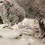 Image result for Cat Eating Raw Fish