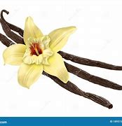 Image result for Vanilla Bean with Flower