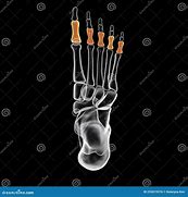 Image result for Phalanges of the Foot Anatomy