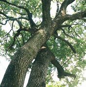 Image result for Camphor Tree Images