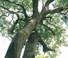 Image result for Camphor Tree Symbol