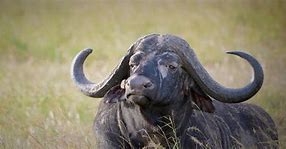 Image result for Big Buffalo