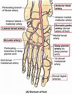 Image result for Anterior Tibial Artery