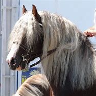 Image result for Horse Mane Haircut