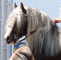 Image result for Horse Mane Hairstyles