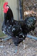 Image result for Java Chicken Breeders