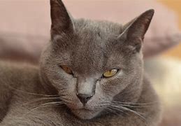 Image result for Chartreux Cat Eyes