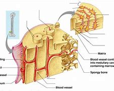 Image result for Osteon Contains