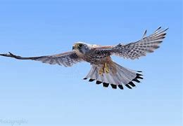 Image result for Female Kestrel Wings Top-Down View