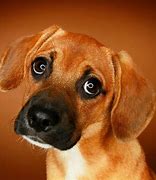 Image result for Adorable Puppy Dog Eyes