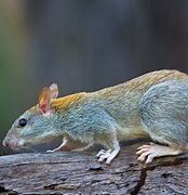 Image result for Tree Rat Prevention