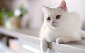 Image result for Sitting Down White Cats