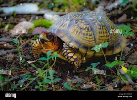 Image result for Tortoise Side View