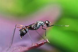 Image result for Amazing Ants