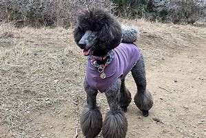 Image result for Bluey Poodle