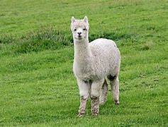 Image result for Alpaca Relative