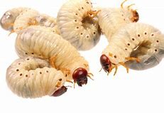 Image result for Maggot Worm