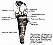 Image result for Barnacle Anatomy