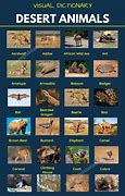 Image result for Egypt Desert Animals