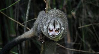 Image result for Panamanian Night Monkey