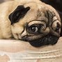 Image result for Fat Dog Side Eye