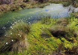 Image result for Peat Bog Berm