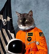 Image result for Space Cat Meme