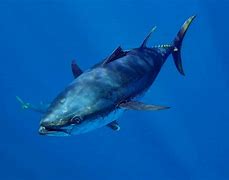 Image result for Bluefin Tuna Fin