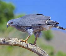 Image result for Gray Hawk Bird