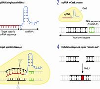 Image result for CRISPR-Cas sgRNA