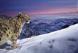 Image result for Adorable Snow Leopards