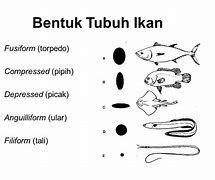 Image result for Ikan Bentuk Pipih