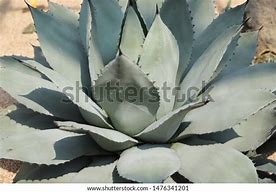 Image result for Desert Aloe Plant