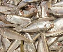 Image result for Chappal Fish