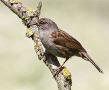 Image result for Dunnock