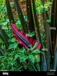 Image result for Voodoo Lily Dracunculus Vulgaris