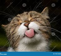 Image result for Cat Tongue Meme