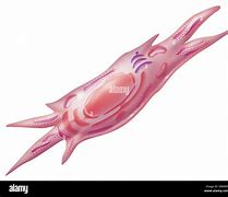 Image result for Fibroblast Drawing