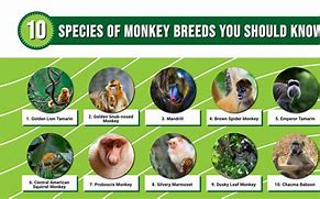 Image result for Monkey List