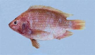 Image result for Red Tilapia Fish