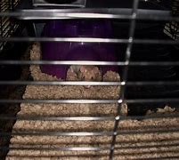 Image result for Bad Places to Hold a Rat