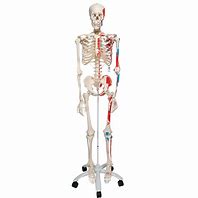 Image result for Muscle Skeleton Model