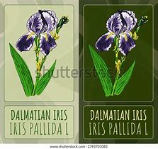 Image result for Iris Name Grafitti