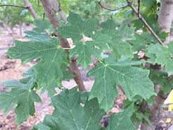 Image result for Caddo Maple Tree