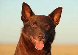 Image result for Red Dog Aus