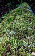 Image result for Log Covered in Moss