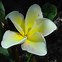 Image result for Vishnu Gold Plumeria