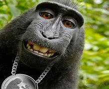 Image result for Monkey Funny Faces Wallpaper