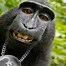 Image result for Hilarious Monkey Pictures